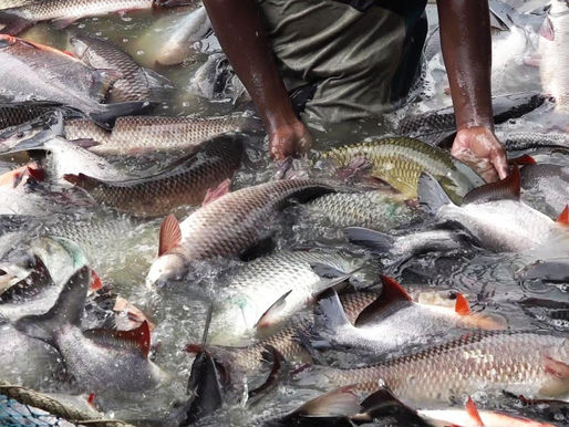 SAFAL: Could the Acronym Spell SUCCESS For the Fish Farmer
