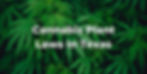 Cannabis Plant Laws in Texas