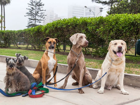 A High-level Overview of Breed-Specific Laws in Tennessee