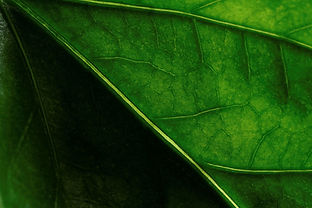 Blattsymbol für Klimaschutz Umweltschutz Nachhaltigkeit.jpg