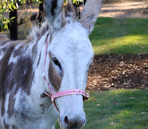 Freckles the Donkey