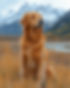 golden_retreiver_colorado_tj_dog_trainer_behaviorist.jpg