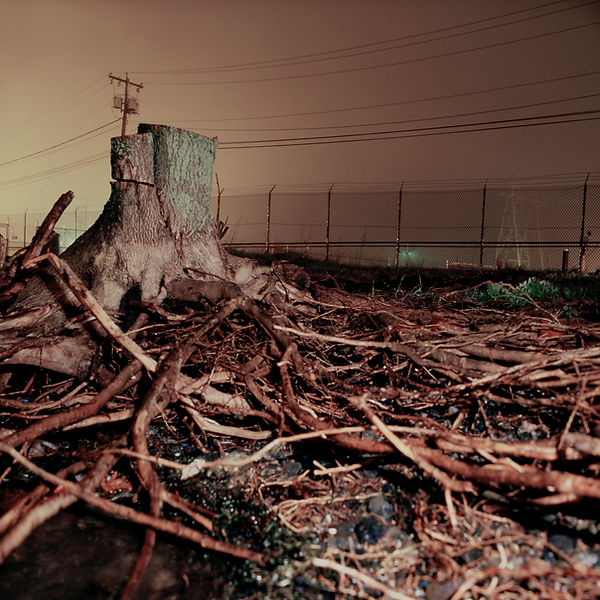 Dead tree, power plant Boston 
