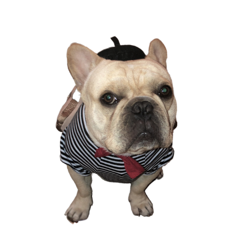 Thumbnail: French Bulldog wearing a black beret