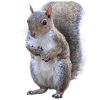 Thumbnail: gray squirrel