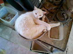 חוות הסוסים סלע תבור