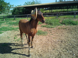 חוות הסוסים סלע תבור
