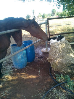חוות הסוסים סלע תבור