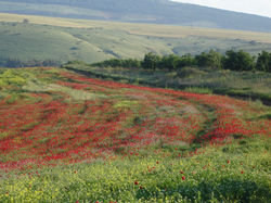 חוות הסוסים סלע תבור
