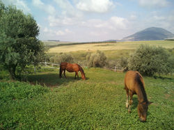 חוות הסוסים סלע תבור