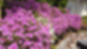 DJI_0911.JPG