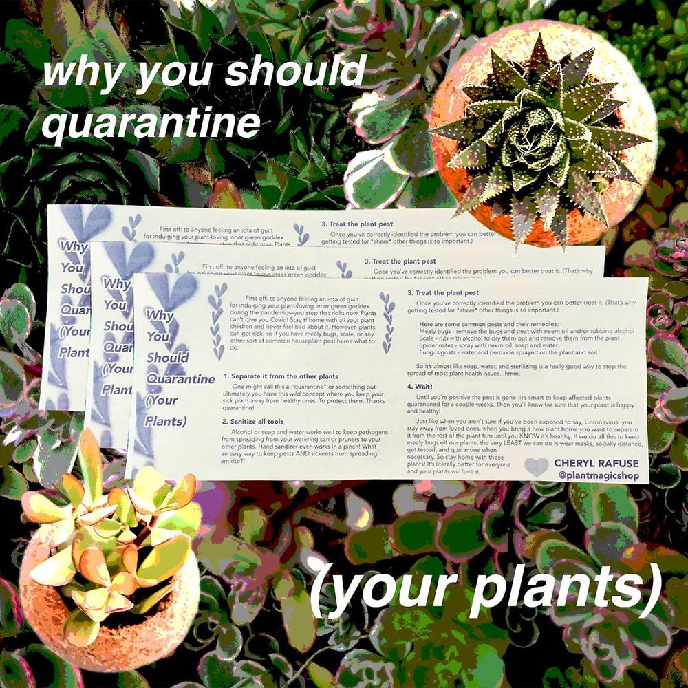 Why you should quarantine (your plants)