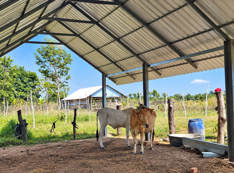 Chicken Hotel (shared with the cows normally!)