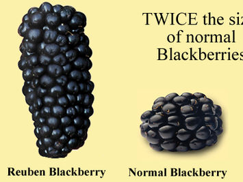 pick_your_own_fruit_9_blackberry.jpg