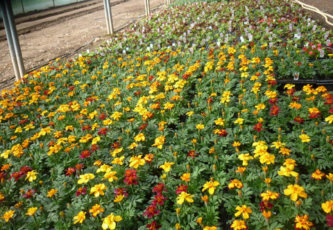 bedding_plants_21.JPG