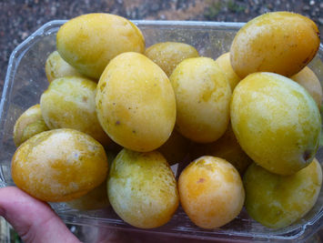 pick_your_own_fruit_6.JPG