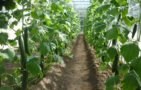 fruit_3_growing_cucumbers.JPG