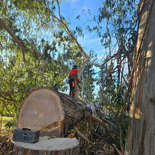 Large felled gum log beside its stump, with an arborist working among tall gum trees in Loburn