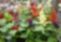Bedding Plants at Caldicott's Nursery