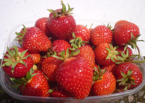 fruit_16_strawberry.JPG