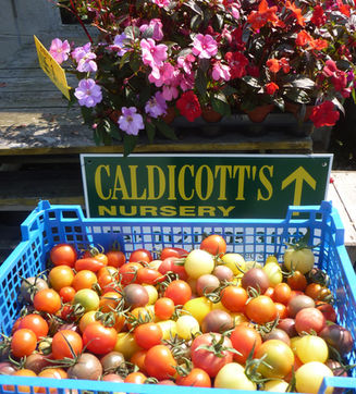 fruit_13_crate_tomatoes.JPG