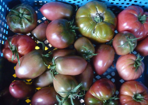 fruit_19_purple_tomatoes.JPG