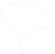 gingko-white-background.png
