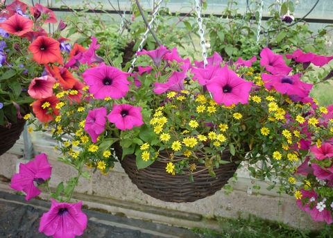 petunia_hanging_baskets_20.JPG