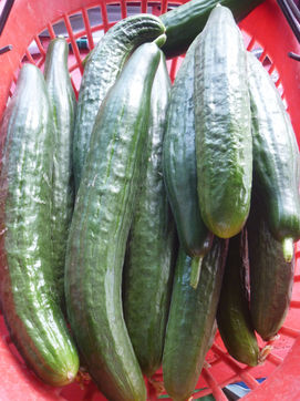 fruit_2_cucumbers.JPG