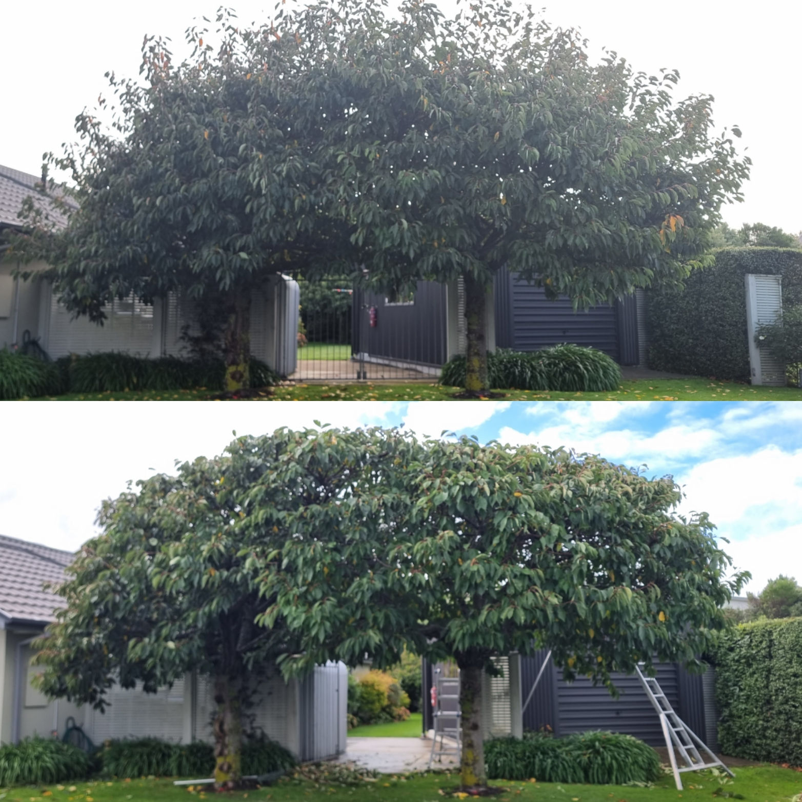 Before and after tree pruning