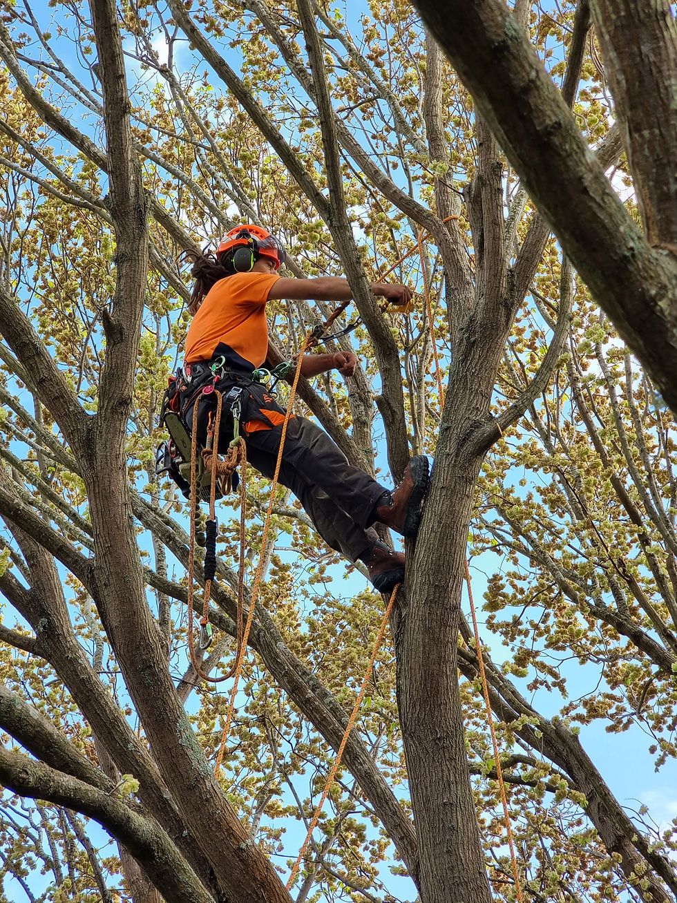 Tree Care Solutions - Canterbury Arborist
