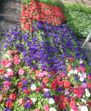 z-bedding_plants_21.JPG