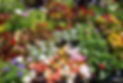 Perennials at Caldicott's Nursery