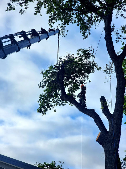 Arborist cutting a tree with a crane under a bright blue sky. TREE REMOVAL