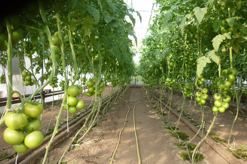 fruit_17_growing_tomato.JPG