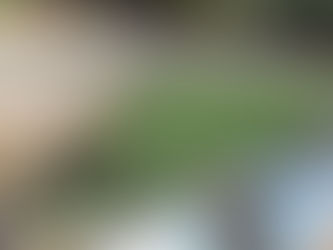 CREATING A NEW GARDEN IN MT PLEASANT