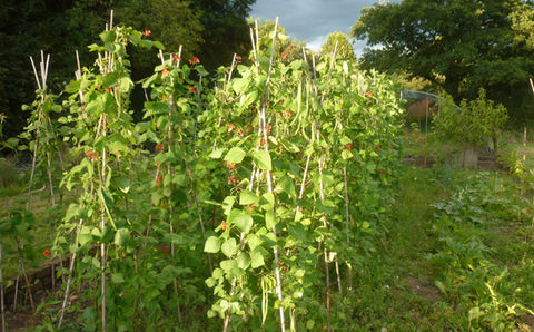 fruit_5_growing_runner_beans.JPG