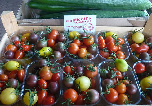 Punnets of heritage specialty tomatoes at Caldicott's Nursery