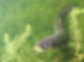 te_riu_waipuoa_eel_photo_rohan_wells_r_web.jpg
