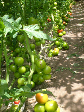 fruit_12_growing_tomatoes.jpg