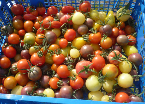 fruit_20_colourful_tomatoes.JPG