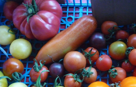 fruit_18_heritage_tomatoes.JPG