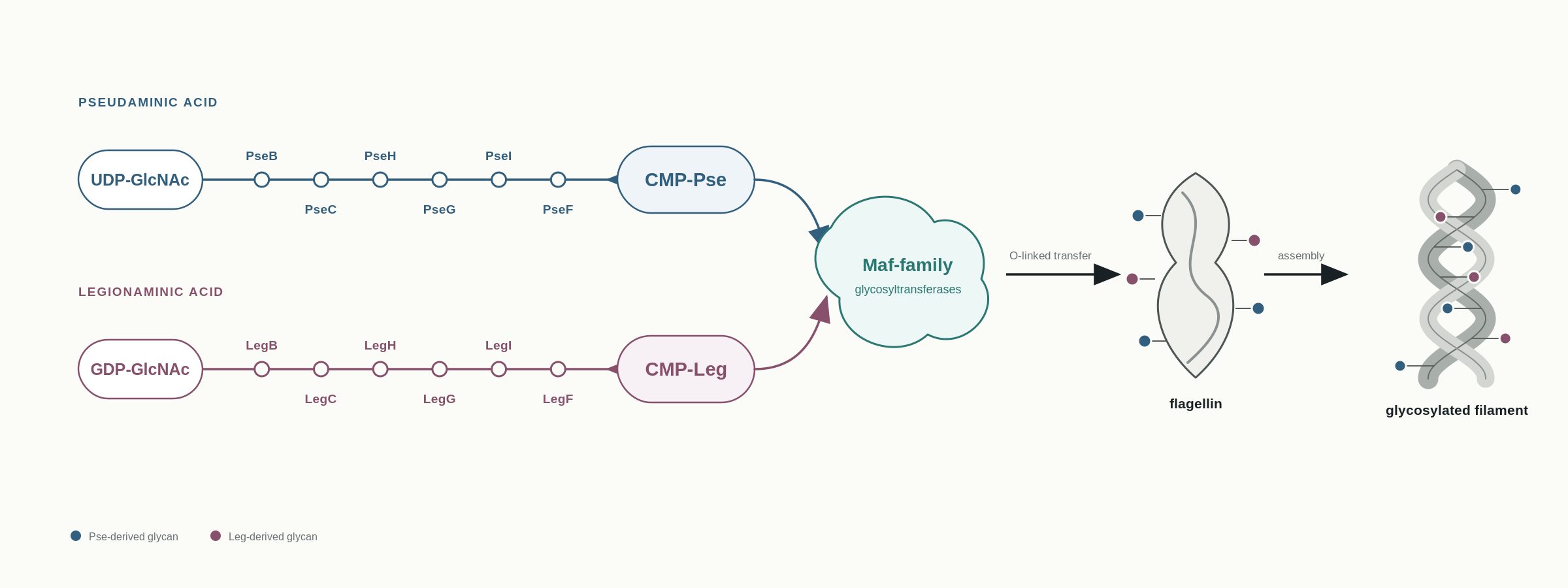 Simplified pseudaminic acid and legionaminic acid pathways leading to Maf-family flagellin glycosylation.
