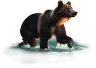 Bear (1).png