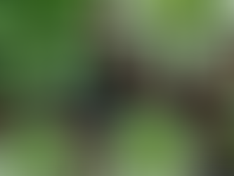 Selection of potted plants.