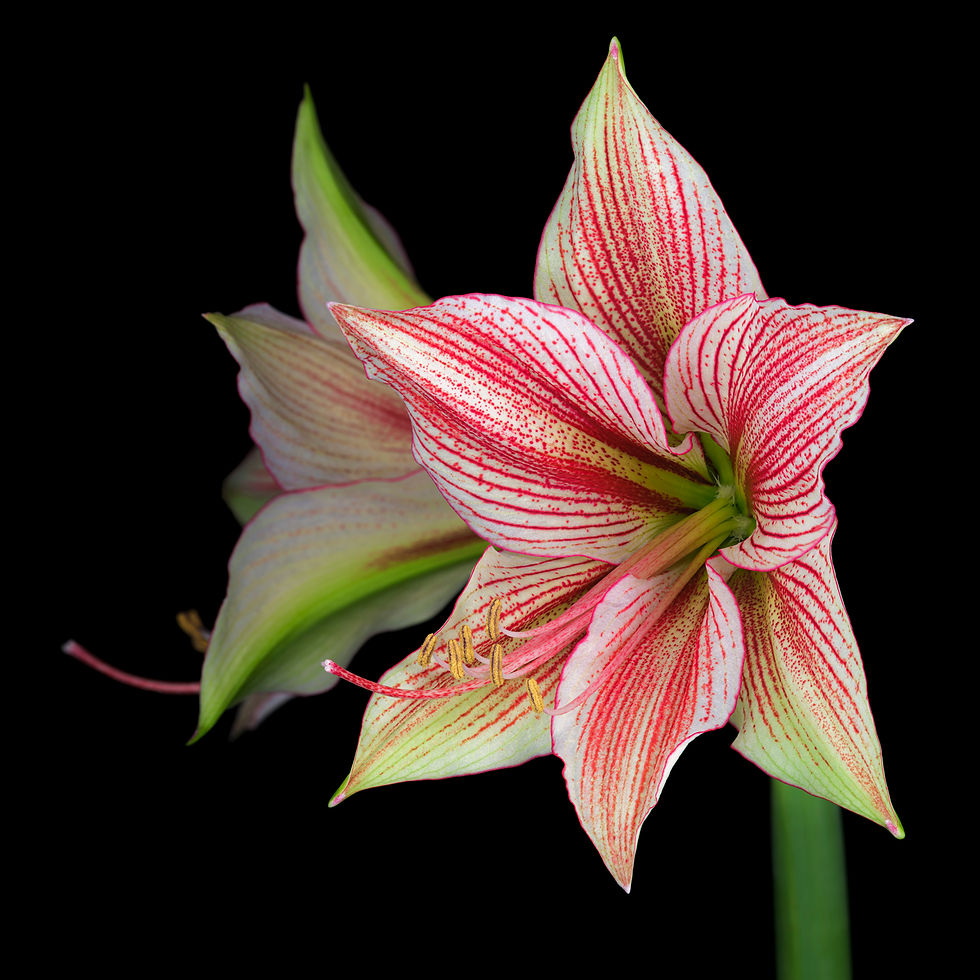 Sablon d art_Michel Stoffel_ Floral portrait #035 - Amaryllis Exotic Star_2024_Photography