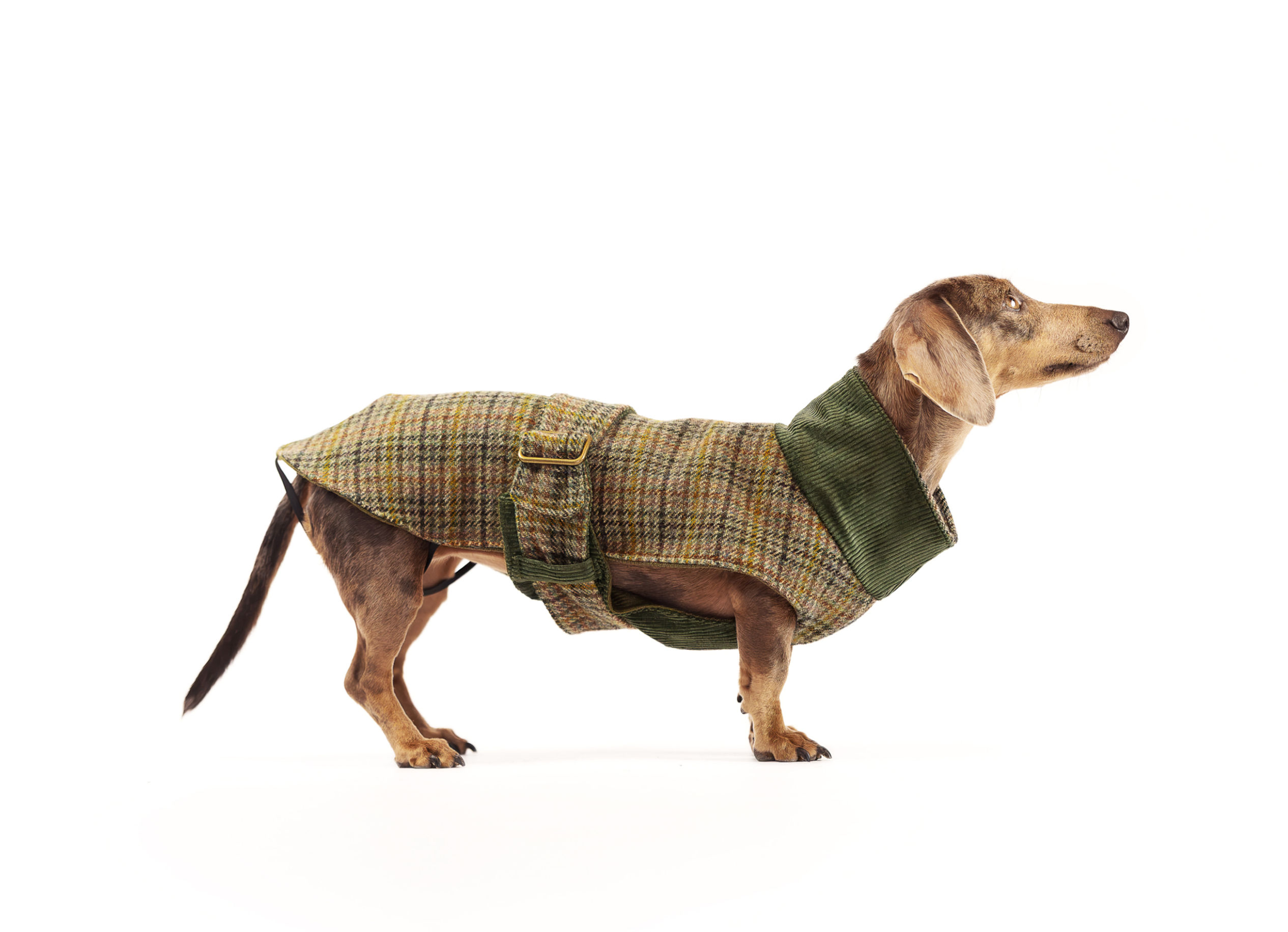 Cappottino Inglese verde per cani
