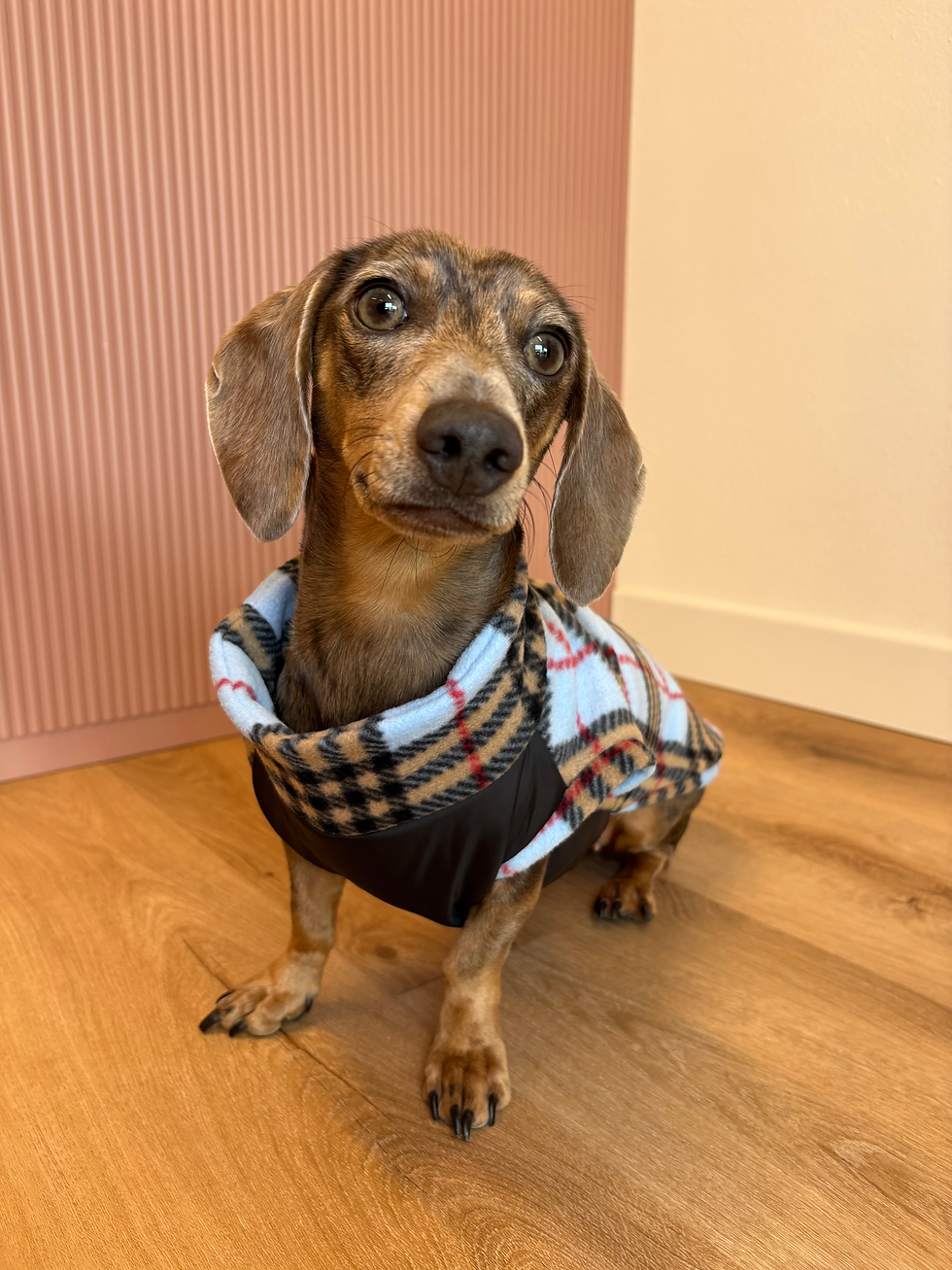 Pile/Impermeabile tartan Azzurro cane