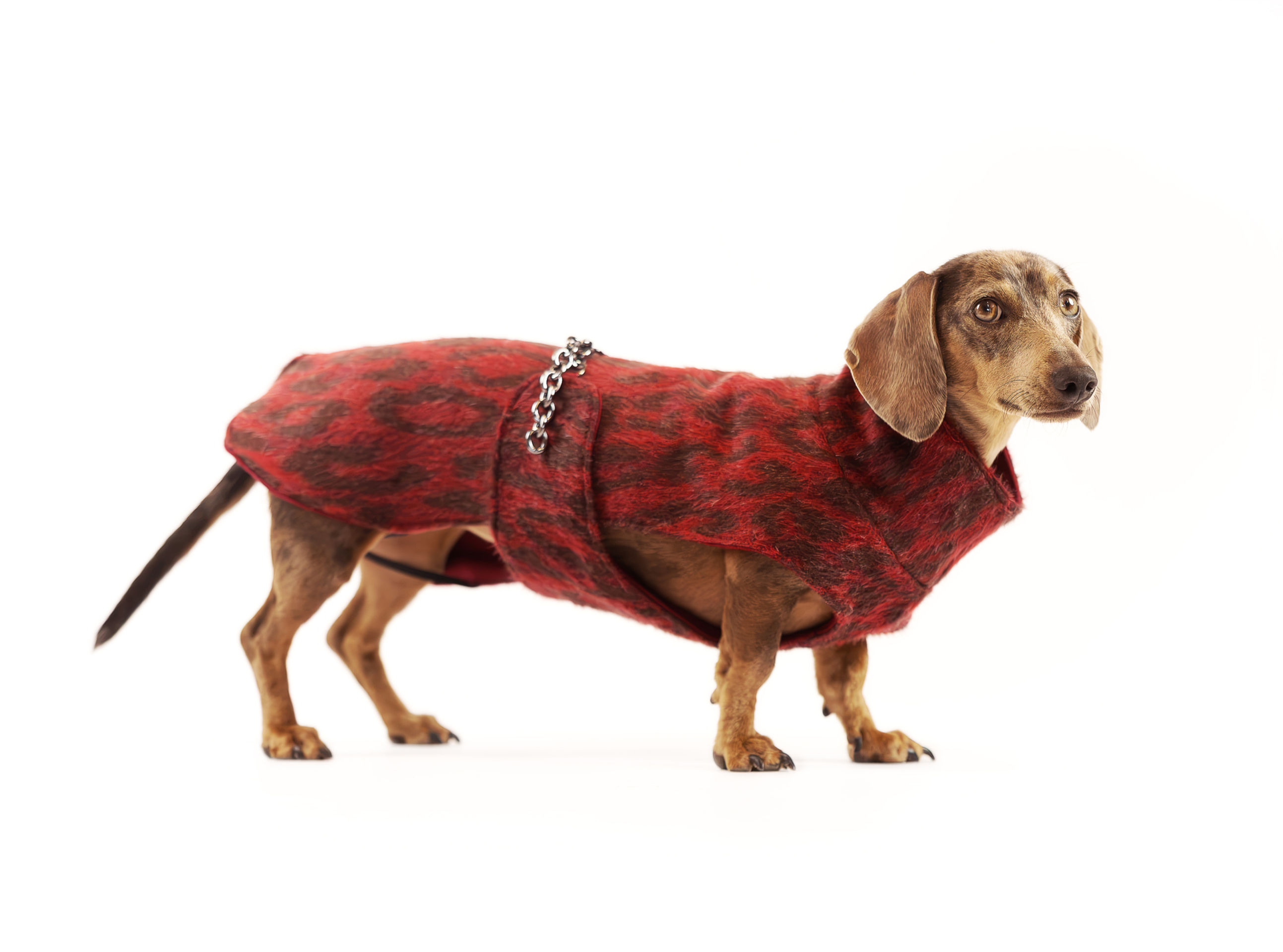 Pellicceta maculata bordeaux per cani