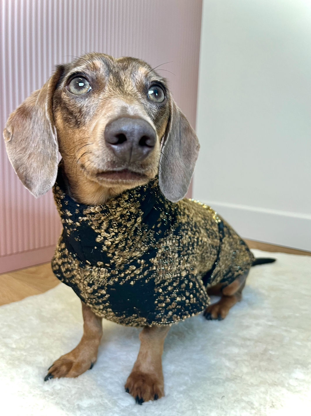 Cappottino nero/oro cane